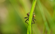 Large Red Damsel (Young female, Pyrrhosoma nymphula)